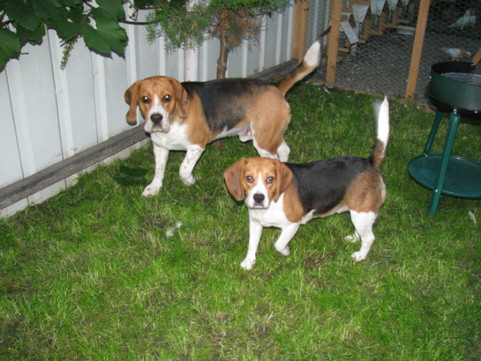 IMG_5800 - 10- Cainii mei  Beagle