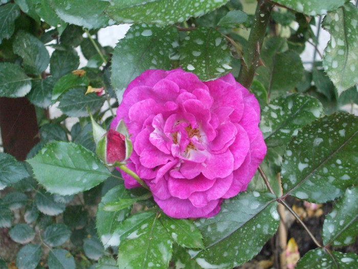 Violette Parfumee