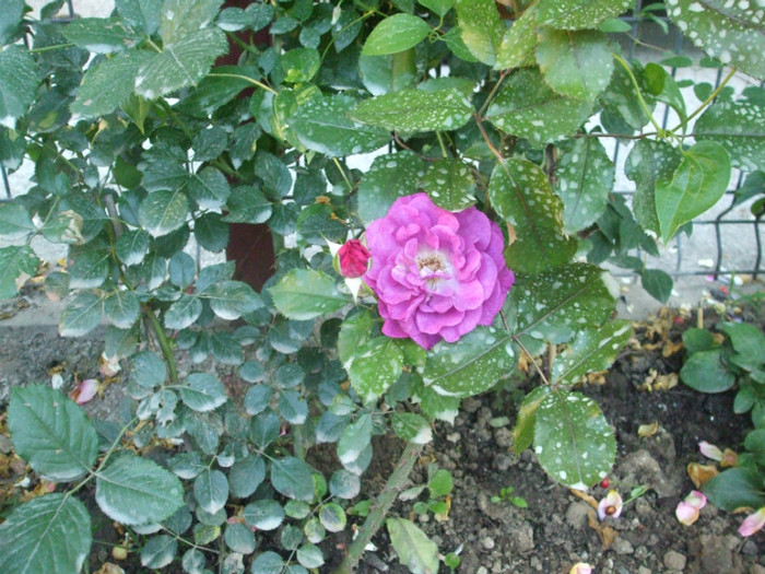 Violette Parfumee