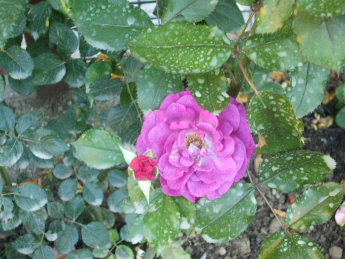 Violette Parfumee
