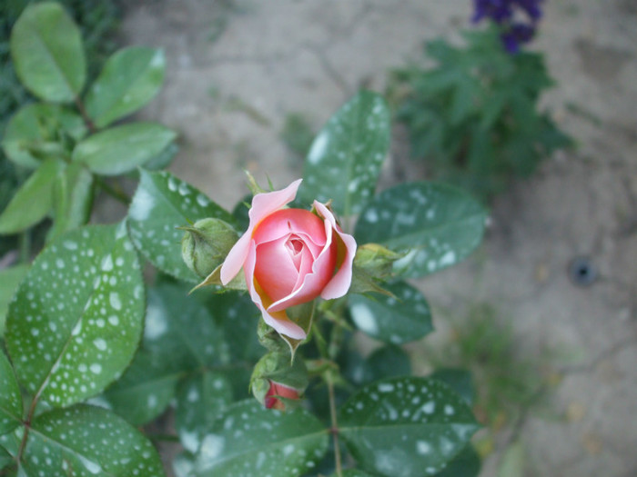 Parfum d'Orleans