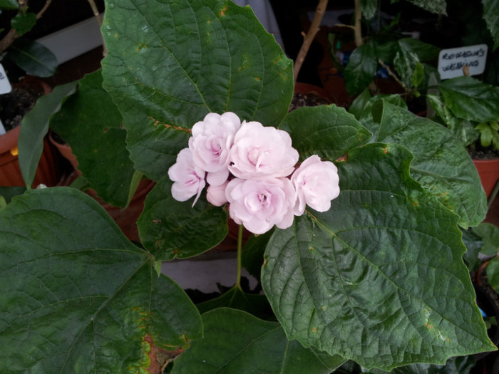 cleo phillipi.... - plantele mele