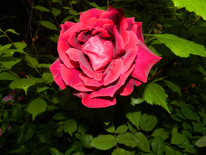 DSCN7525 - IUNIE  2012