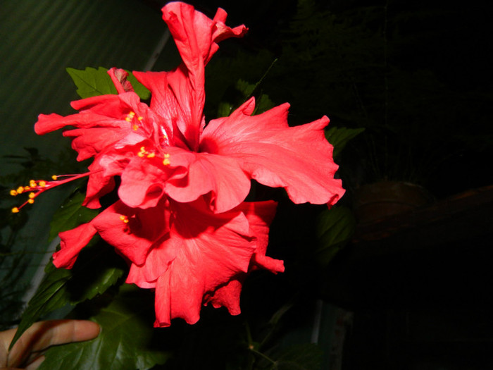 DSCN7529 - IUNIE  2012