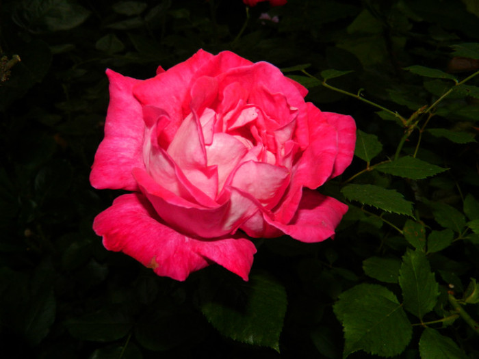 DSCN7558