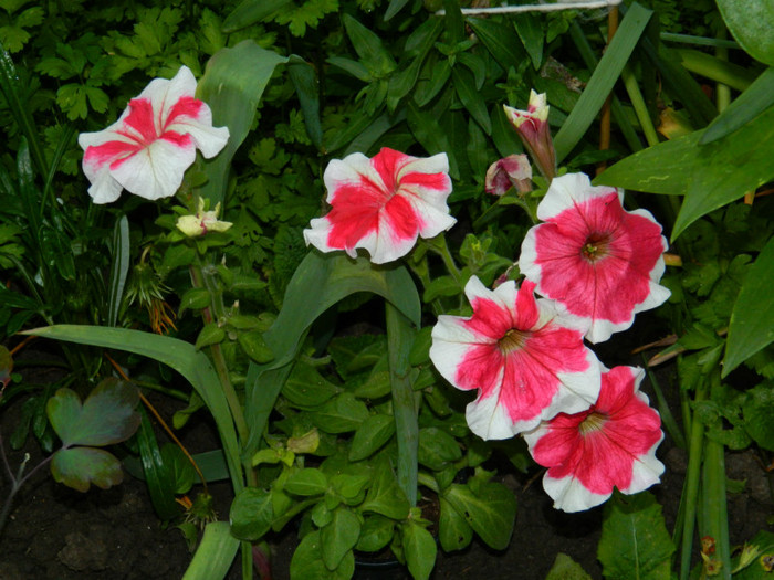 DSCN7565