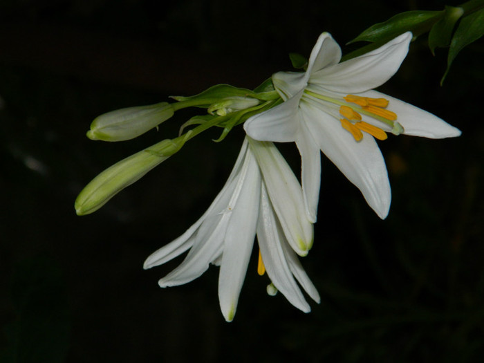 DSCN7566