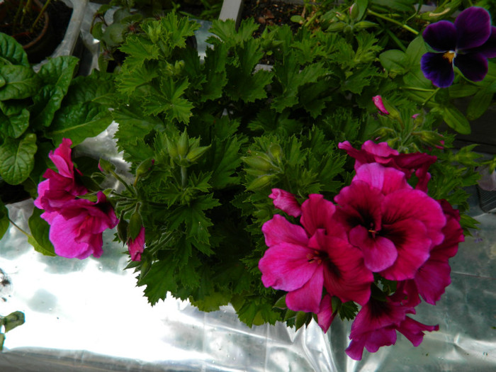 DSCN7573 - IUNIE  2012