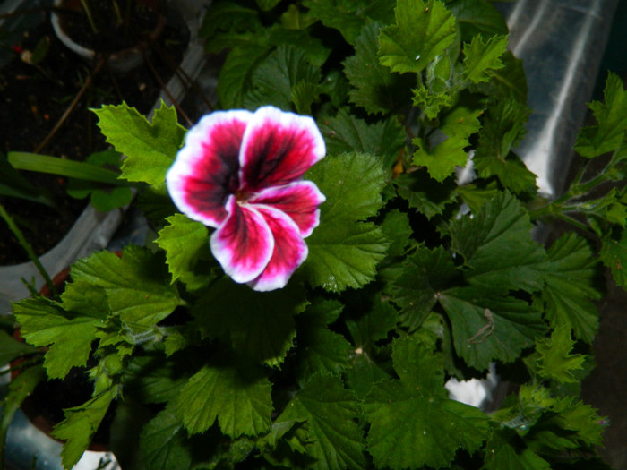 DSCN7575 - IUNIE  2012