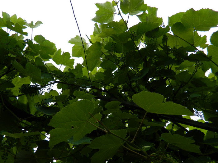 DSCN7581 - IUNIE  2012