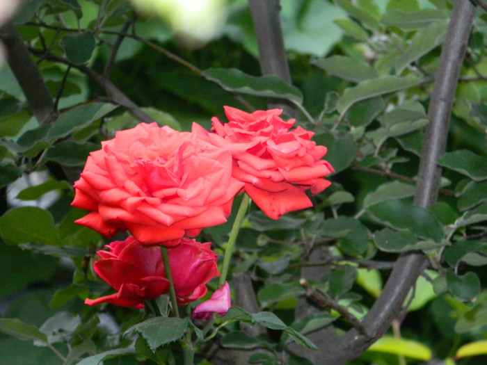 DSCN7584