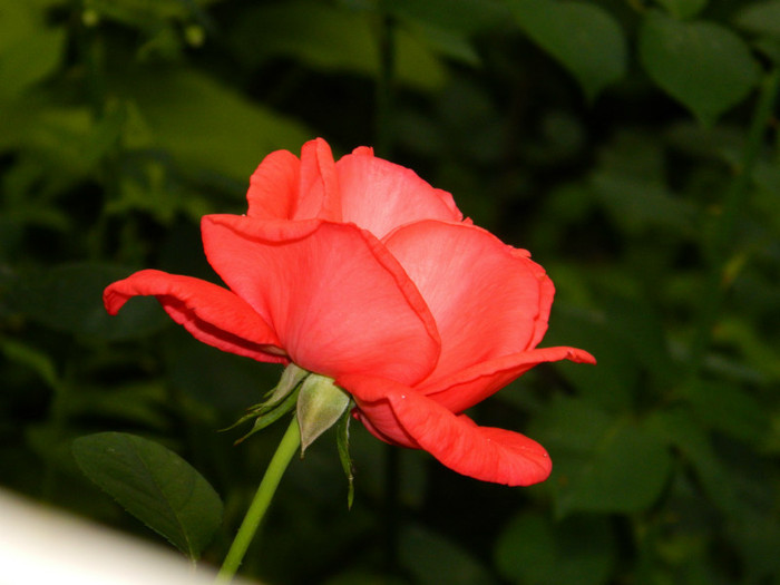 DSCN7586