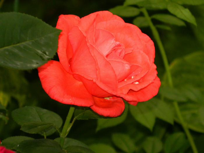 DSCN7589