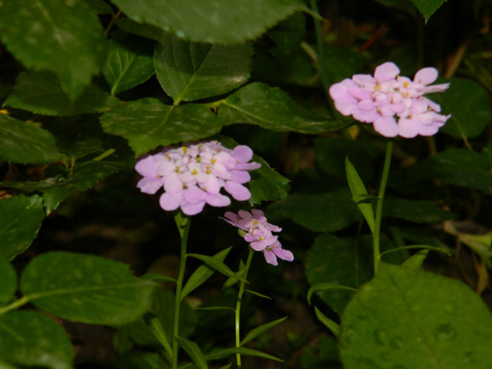 DSCN7593