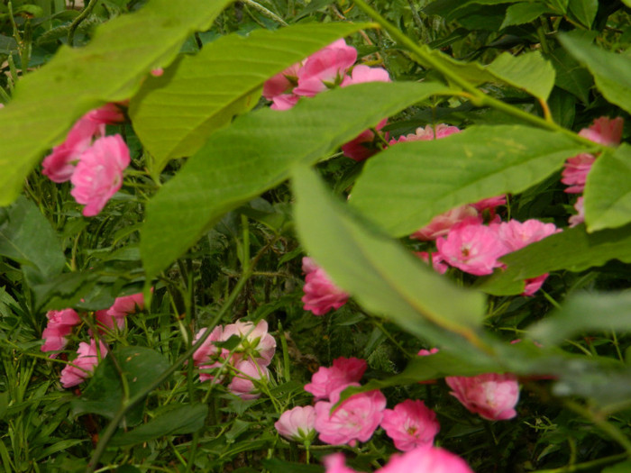 DSCN7597 - IUNIE  2012