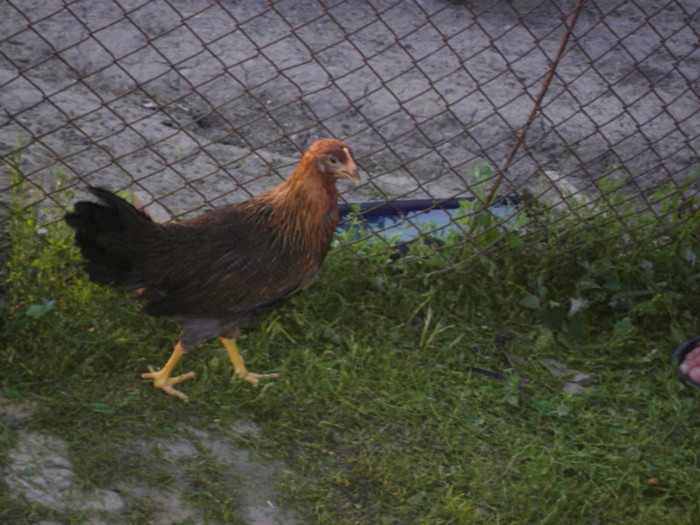 SDC11772 - Crescatoria De Pui 2012