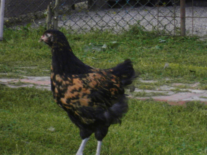 SDC11799