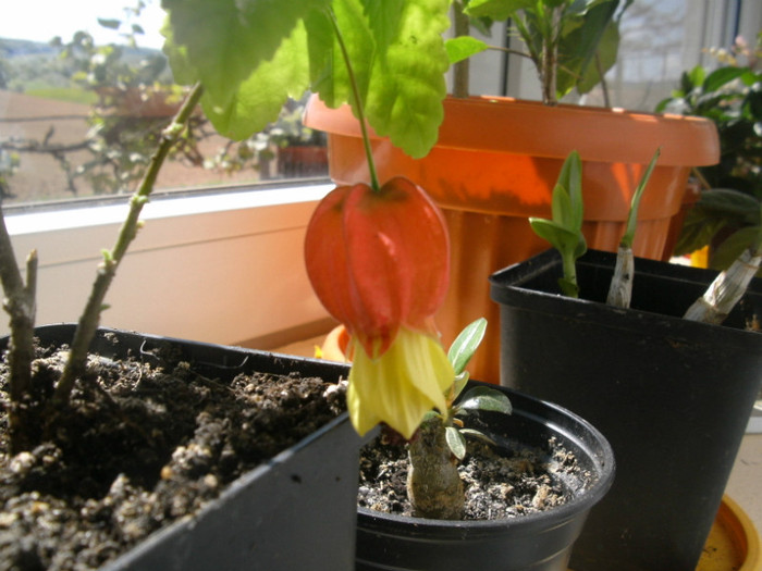 ABUTILON MEGAPOTAMICUM - Alte flori