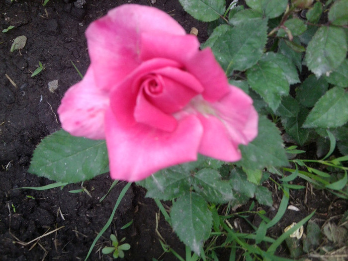 Fotografie4306 - roze2012