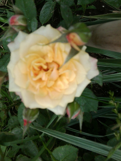 Fotografie4309 - roze2012