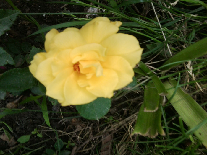 Fotografie4312 - roze2012