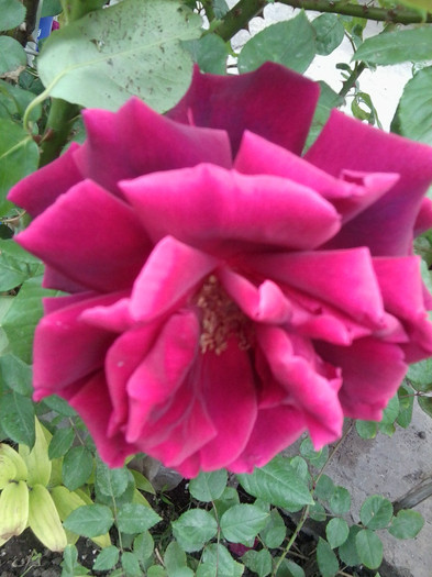 kormun-urcator - roze2012