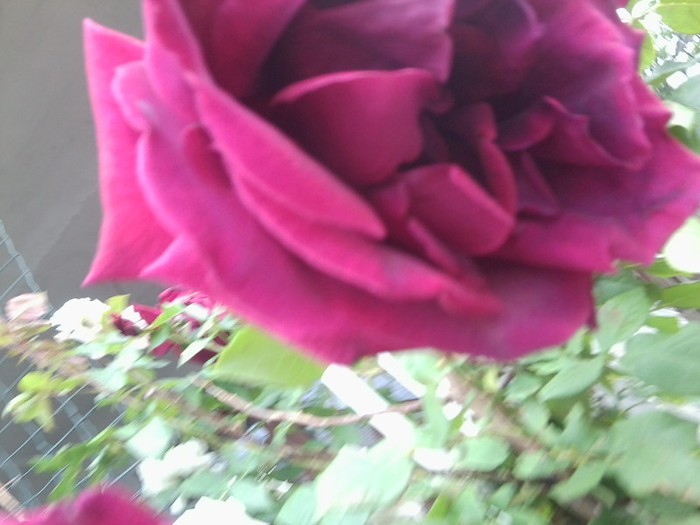 Fotografie4317 - roze2012