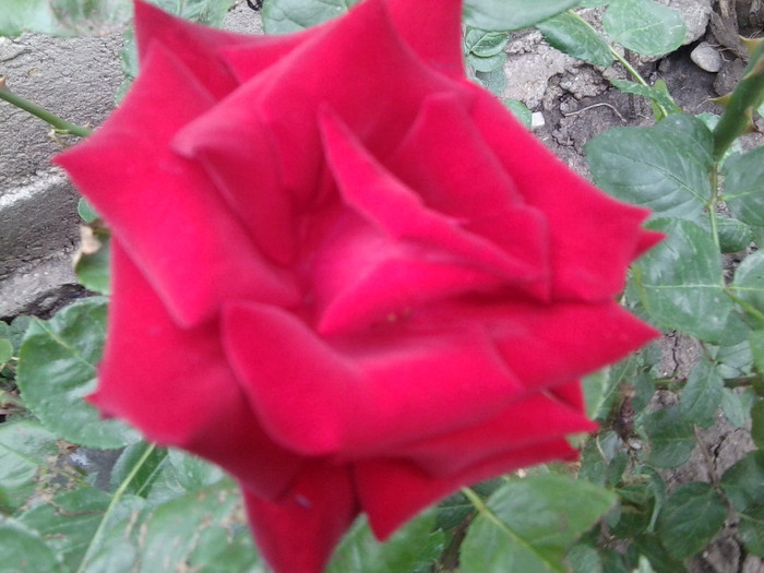 Fotografie4318 - roze2012