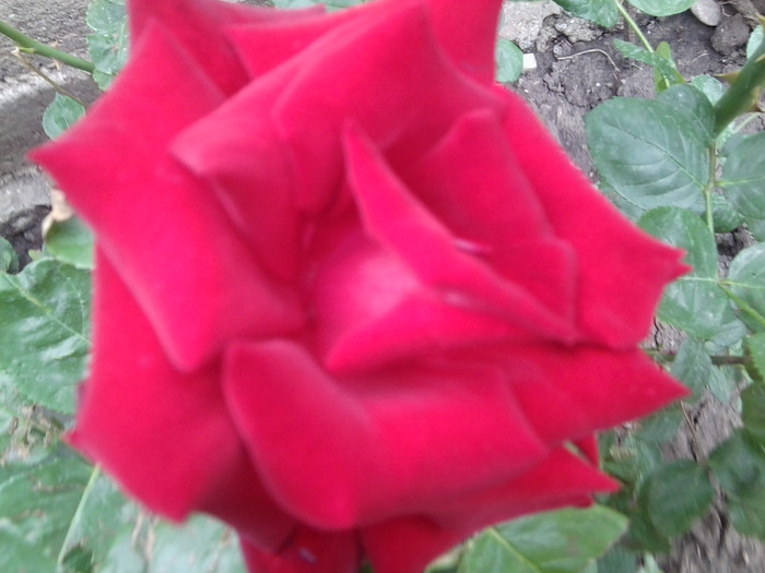 Fotografie4319 - roze2012