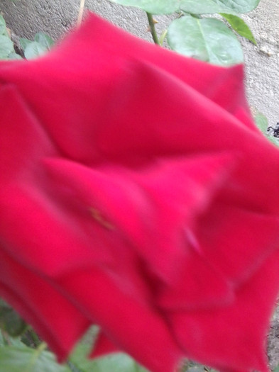 Fotografie4320 - roze2012