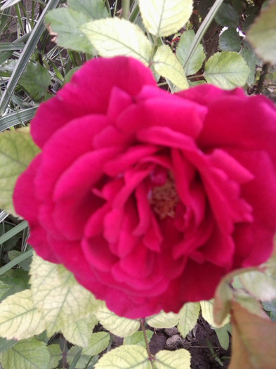 Fotografie4326 - roze2012