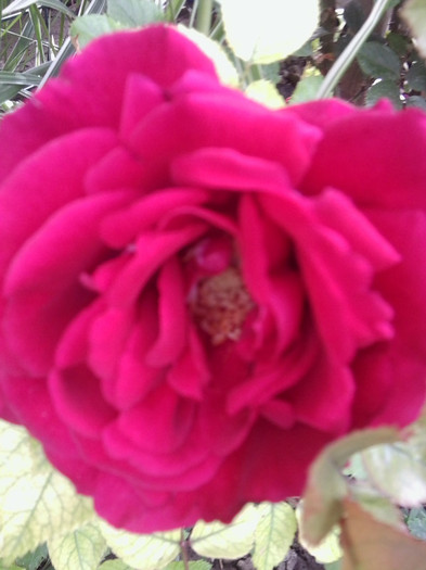 Fotografie4327 - roze2012