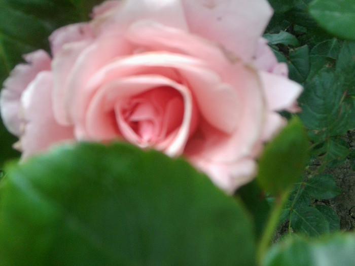 Fotografie4333 - roze2012
