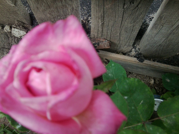 Fotografie4337 - roze2012