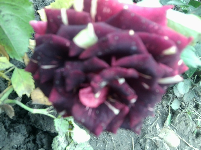 Fotografie4339 - roze2012