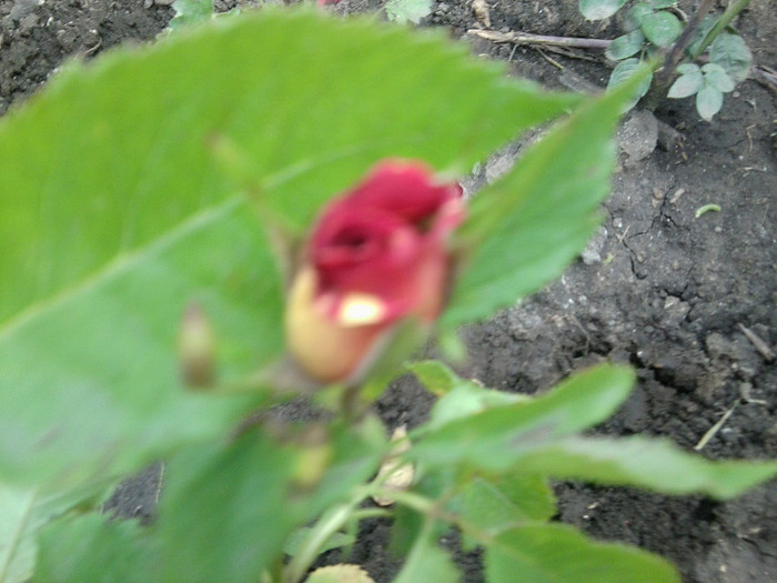 Fotografie4342 - roze2012