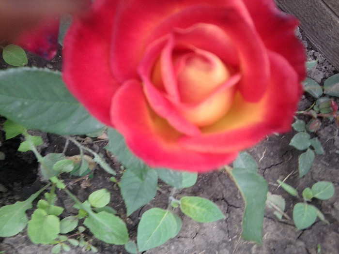 Fotografie4343 - roze2012