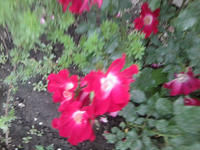 Fotografie4347 - roze2012