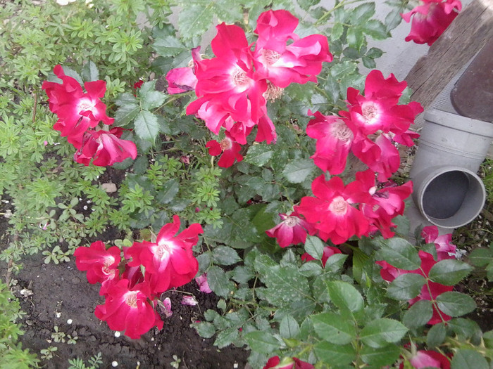 Fotografie4348 - roze2012