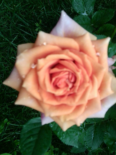 Fotografie4362 - roze2012