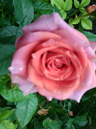 Fotografie4363 - roze2012