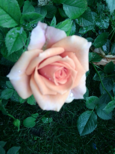 Fotografie4364 - roze2012