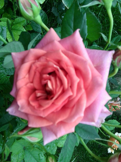Fotografie4365 - roze2012