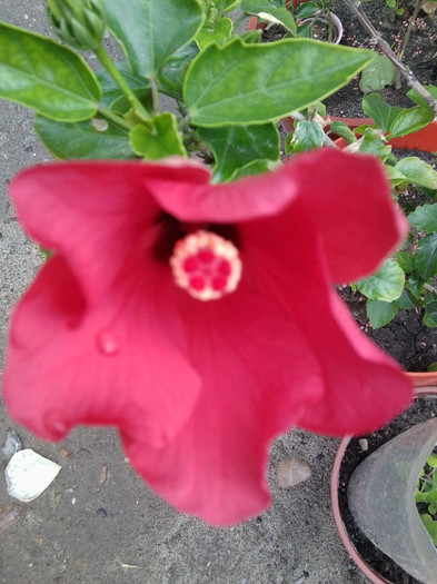Fotografie4400 - roze2012