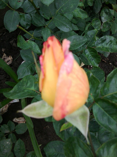 Fotografie4402