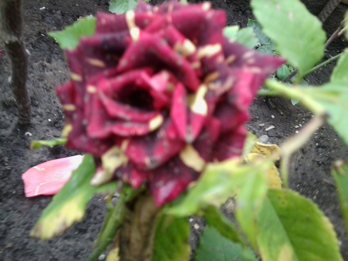 Fotografie4425 - roze2012