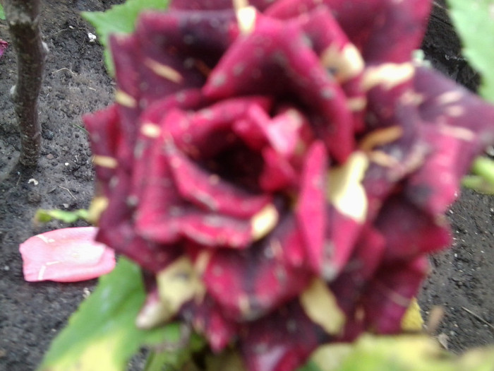 Fotografie4426 - roze2012