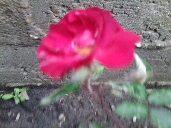 Fotografie4441 - roze2012