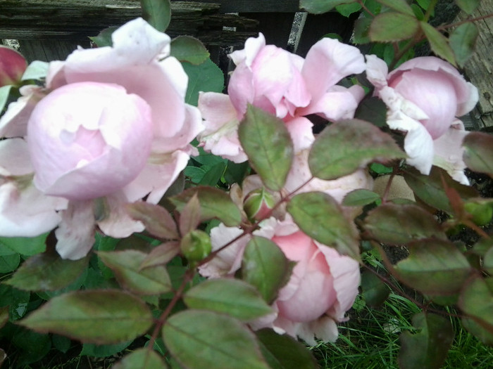 Fotografie4448 - roze2012