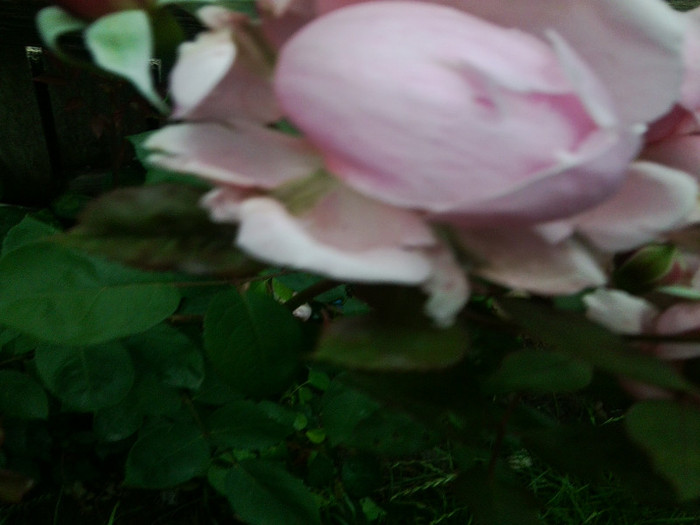 Fotografie4449 - roze2012